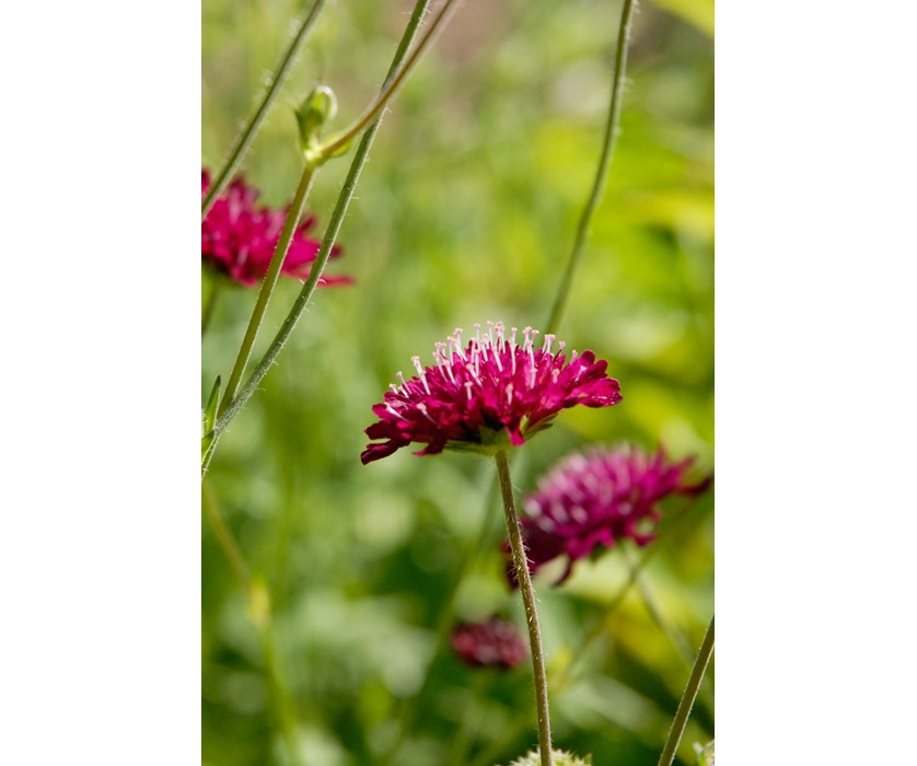 Knautia